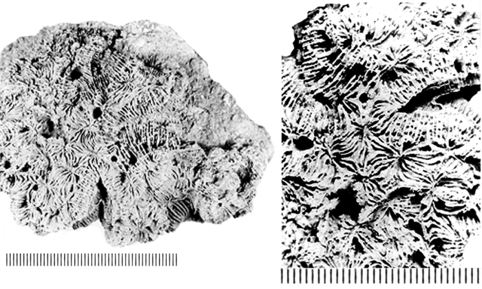 Meandrastrea pseudomeandrina (Michelin, 1841), syntype Meandrastrea pseudomeandrina (Michelin, 1841), syntype