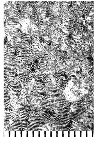 Morphastrea ludoviciana (Michelin, 1845), neotype