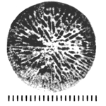 Micrabacia taylorensis Wells, 1933, holotype