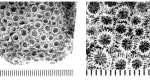 Nefocoenia lobata (Reuss, 1854), ?holotype