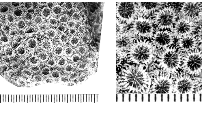 Nefocoenia lobata (Reuss, 1854), ?holotype Nefocoenia lobata (Reuss, 1854), ?holotype