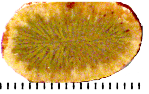 Nefophyllia angusta (Reuss, 1854), topotype, Felix collection