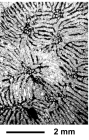 Parasynastraea tignaria (Oppenheim, 1930)