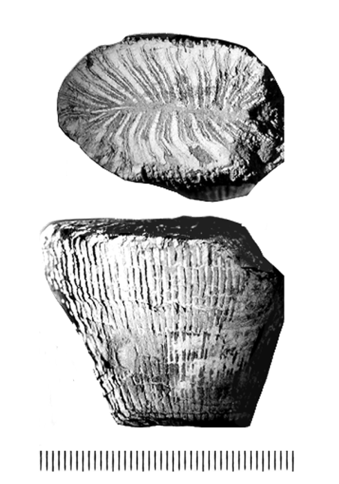 Placosmilia arcuata Milne Edwards & Haime Placosmilia arcuata Milne Edwards & Haime