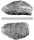 Placosmilia cymbula (Michelin, 1841), holotype