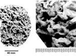 Texastrea catenata Wells, 1973, holotype