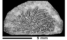 Turnsekophyllia cantabrica Baron-Szabo, 2002, holotype