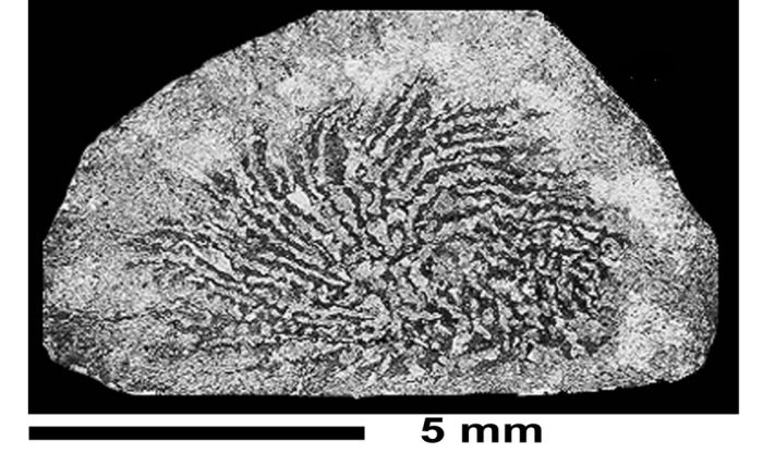 Turnsekophyllia cantabrica Baron-Szabo, 2002, holotype Turnsekophyllia cantabrica Baron-Szabo, 2002, holotype