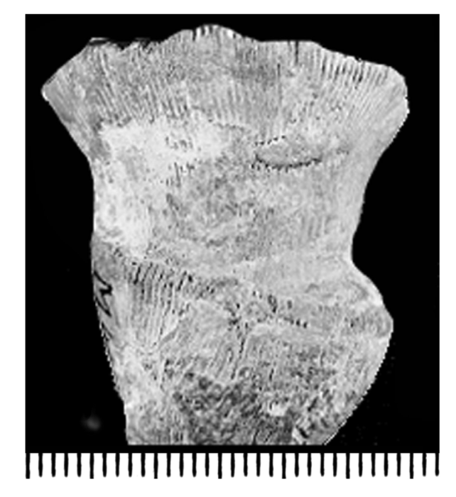 Acrosmilia cernua (Michelin, 1845), holotype