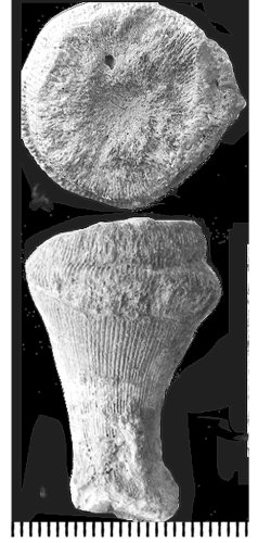Acrosmilia conica d'Orbigny, 1850, holotype