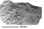 Anisoria vidali (Mallada 92), topotype (=holotype of Anisoria batalleri Reig Oriol, 1987)