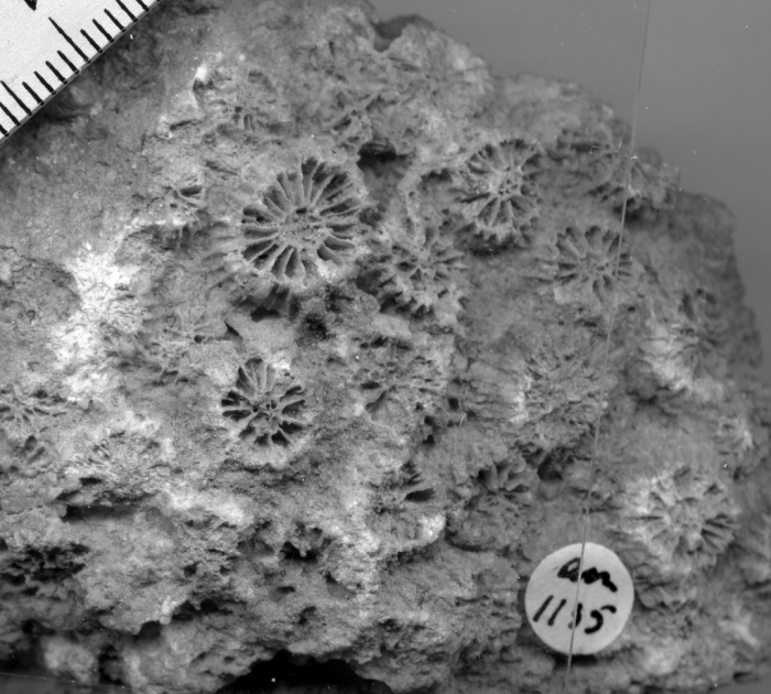 Agathiphyllia anguillensis (Vaughan, 1919), holotype