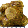 Brachycaulia felixi Beauvais, 1982, holotype