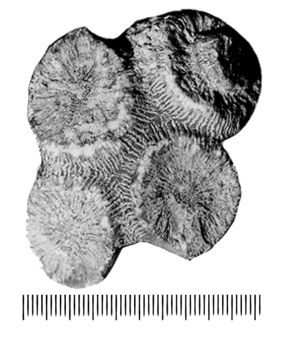 Brachyphyllia depressa Reuss, 1854, syntype
