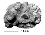 Brachyphyllia dormitzieri Reuss, 1854, syntype NHMW 1305