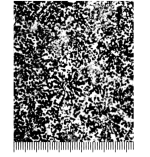 Litharaeopsis latistellata (Felix, 1903), holotype