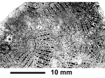 Microsolenastraea balcanica Tursek, 1981, holotype, photograph courtesy Dr. Turnsek