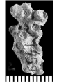 Pleurocora gemmans (Michelin, 1846), syntype