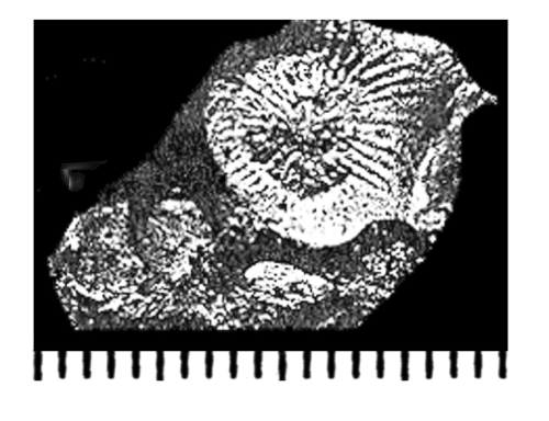 Pleurocora reptans (Pocta, 1887), holotype, photograph courtesy Dr. Eliasova
