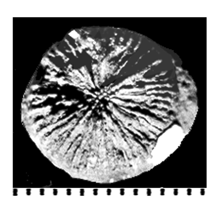 Podoseris mammiliformis Duncan, 1869, holotype