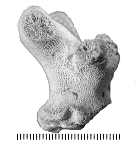 Lobopsammia cariosa (Goldfuss, 1826), holotype