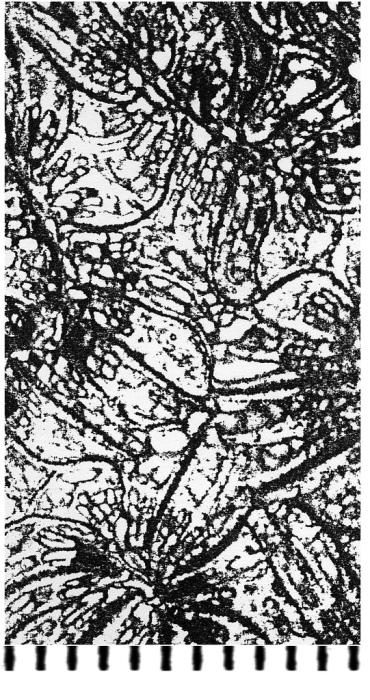 Somalica aenigmatica Zuffurdi-Commerci, 1931, holotype