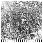 Somalica maior (Eliasova, 1991), holotype, longitudinal view, photograph courtesy Dr. Eliasova