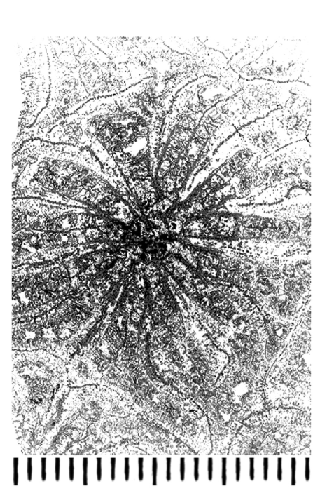 Somalica maior (Eliasova, 1991) holotype, cross view, photograph courtesy Dr. Eliasova Somalica maior (Eliasova, 1991) holotype, cross view, photograph courtesy Dr. Eliasova