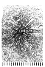 Somalica maior (Eliasova, 1991) holotype, cross view, photograph courtesy Dr. Eliasova