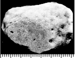 Synastrea agaricites (Goldfuss, 1826), holotype IPB 223