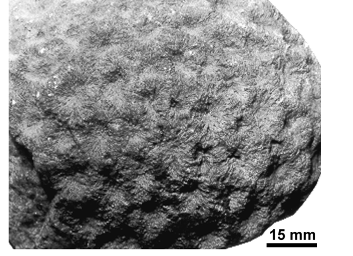 Astraraea multiradiata (Reuss, 1854) syntype