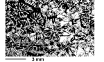 Barysmilia iberica Baon-Szabo, 1998, holotype