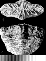 Flabellosmilia bisinuata (Reuss, 1854), holotype