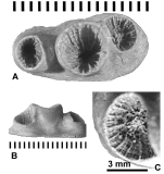 Bathangia sessilis (Schlotheim, 1820), holotype