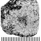 Glenarea cretacea Pocta, 1887, neotype, photograph courtesy Dr. Eliasova