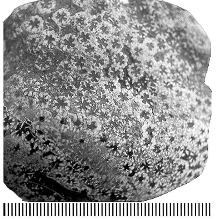 Heterocoenia grandis Reuss, 1854, ?syntype