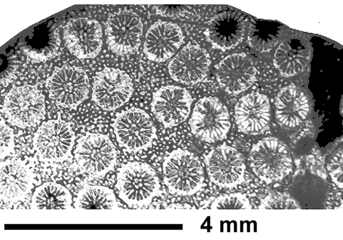 Multicolumnastraea cyathiformis (Duncan,1865), Coates collection