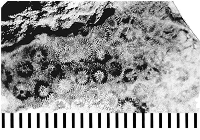 Multicolumnastraea cyathiformis (Duncan, 1865), holotype