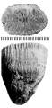 Phragmosmilia inconstans (de Fromentel, 1862), syntype