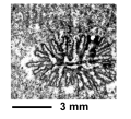 Anthozoa