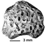 Placohelia rimosa Pocta, 1887, holotype, photograph courtesy Dr. Eliaosva