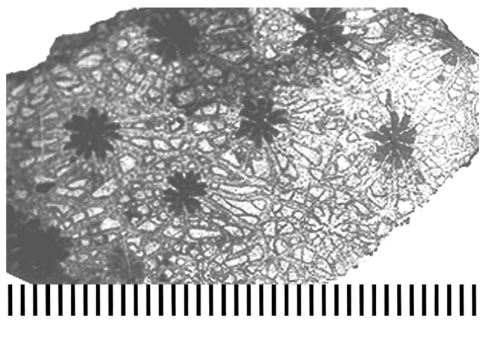 Preverastraea paronai (Prever, 1909)