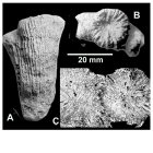 Rhabdopsammia lanquinei Alloiteau, 1947, lectotype (