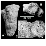 Rhabdopsammia lanquinei Alloiteau, 1947, lectotype ("A" and "B") and Rh. sp. (lower right, "C")