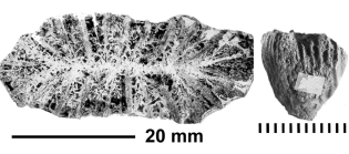 Trochoidomeandra ovalis Turnsek, 1981, holotype (left), paratype (right), photograps courtesy Dr. Turnsek