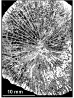 Truncoconus inclinatus Turnsek, 1981, holotype, photograph courtesy Dr. Turnsek