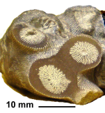 Baryphyllia gregaria (d'Orbigny, 1850), holotype