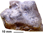 Baryphyllia gregaria (d'Orbigny, 1850), holotype, lateral view