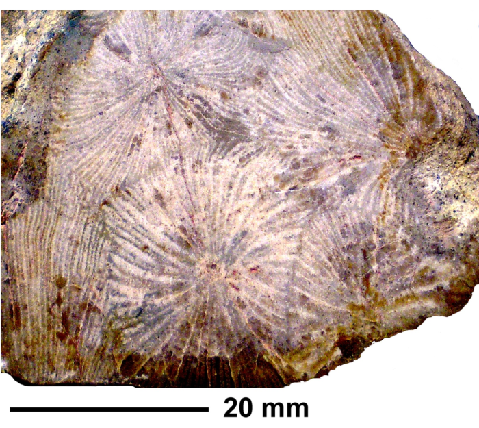 Brachycaulia jacobi Beauvais, 1982, holotype Brachycaulia jacobi Beauvais, 1982, holotype