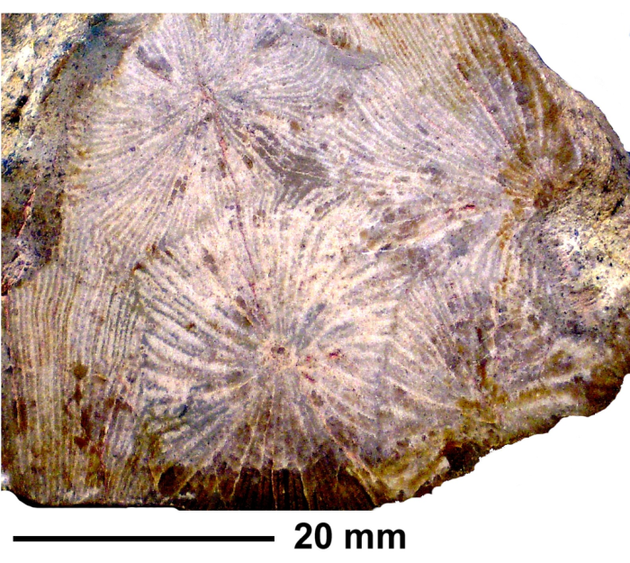 Brachycaulia jacobi Beauvais, 1982, holotype